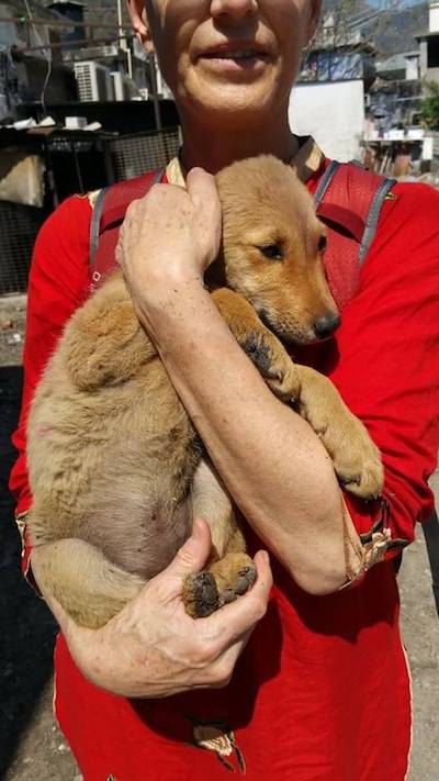 Dr Gina Jansheski with a rescued dog in India